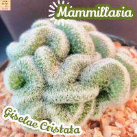 [แมม กีเซเล่ คริส] Mammillaria Giselae แคคตัส ต้นไม้ ไม้หนาม ไม้ทนแล้ง กุหลาบหิน ไม้อวบน้ำ พืชอวบน้ำ succulent cactus กระบองเพชร