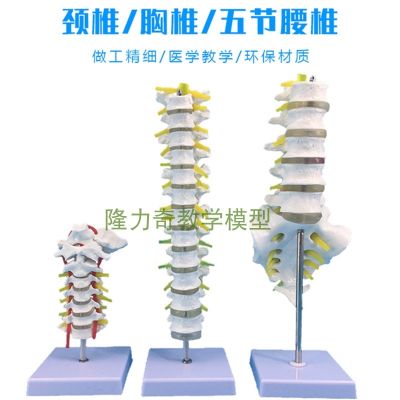 1 spinal model of human body skeleton model vessels thoracic vertebrae of lumbar nerve medical teaching
