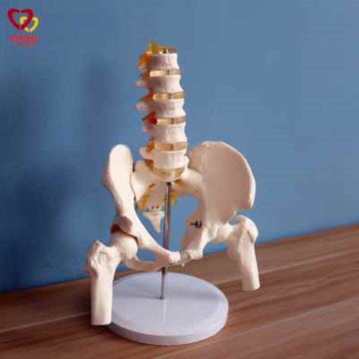 section-5-lumbar-with-pelvic-skeleton-model-human-body-skeleton-model-simulation-bonesetting-assembled-medical-reality-teaching