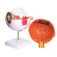 ℡♞ 6X Enlarged Human Eye Anatomical Model Detachable 7 Parts Show Eyeball Structure for Medical Education Study Scientific Display