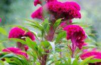 Celosia cristata seedsไม้กระถางในร่มและกลางแจ้ง เมล็ดสี่ฤดู บานต่อเนื่อง ปลูกง่าย ฟอกอากาศ บานสี่ฤดู สวยงามน่าชมCelosia cristata indoor and outdoor potted plants, seeds in four seasons, easy to plant, blooming in four seasons