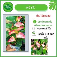 woww หน้าวัว ต้นหน้าวัว (Pot Anthurium) เป็นไม้ประดับ ไม้ฟอกอากาศ หลากสี สีสันสวยงาม ต้นแน่นๆ ขนาดกระถาง 7 นิ้ว คุ้มสุดสุด ต้นไม้ ฟอก อากาศ กระถาง ต้นไม้ ไม้ ประดับ ต้นไม้ ปลูก ใน บ้าน