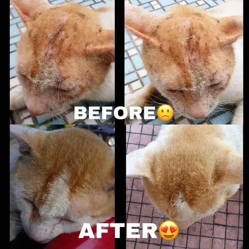 Ubat Kurap Luka Sporo Gatal Kucing Arnab Dan Anjing 14 Hari Berkesan Glows Lazada