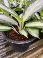 ว่านพญาช้างเผือก Dieffenbachia picta barraquiniana  กระถาง 8 นิ้ว