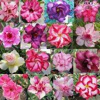 12 เมล็ด เมล็ดพันธุ์ Garden Plant ชวนชม สายพันธุ์ฮอลแลนด์ คละสี Adenium Seed กุหลาบทะเลทราย Desert Rose ราชินีบอนไซ อัตราการงอก 80-90% มีคู่มือปลูก
