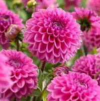 1 หัว/ออเดอร์ รักเร่ Dahlia สายพันธุ์ PINK RUNNER หัวรักเร่ ดอกไม้ หัวหน่อ เหง้า นำเข้า เนเธอร์แลน หัวสดใหม่