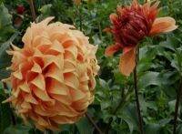 1 เหง้า/ชุด รักเร่ Dahlia Bulb สายพันธุ์ Hercules หัวรักเร่ ดอกไม้ หัวหน่อ เหง้า นำเข้า เนเธอร์แลน หัวสดใหม่