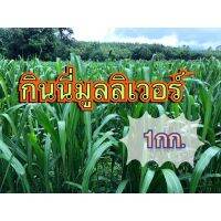 กินนี หญ้า กินนี่มูนริเวอร์  (คัดเกรดA+) (พร้อมปลูก) เมล็ดพันธุ์คุณภาพสูง