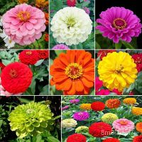 เมล็ดพันธุ์คุณภาพสูง เมล็ดพันธุ์ ดอกบานชื่นดอกซ้อน(Zinnia)  เมล็ด ต้นไม้มงคล ไม้ประดับ เมล็ดพันธุ์พืช เมล็ดดอกไม้ พรรณ