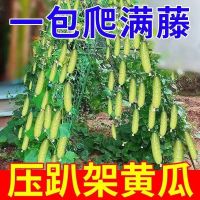 Fruit cucumber high-yield pressure lying frame potted spring and autumn dry greenhouse balcony vegetable