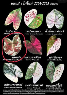 บอนสีแพนด้า ไม้ใหม่ปี65 ไม้ด่างแรร์ไอเทมหายากยอดนิยม สีสวยสดใส จัดแบ่งราคาถูก ประกันส่งตามรูปไม่ตรงคืนเงินเต็มจำนวน