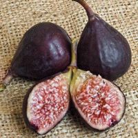 10 เมล็ด เมล็ดมะเดื่อฝรั่ง Figs สายพันธุ์ Brown Turkey  มะเดื่อฝรั่ง หรือ ลูกฟิก (Fig) อัตราการงอก 70-80% Figs seeds