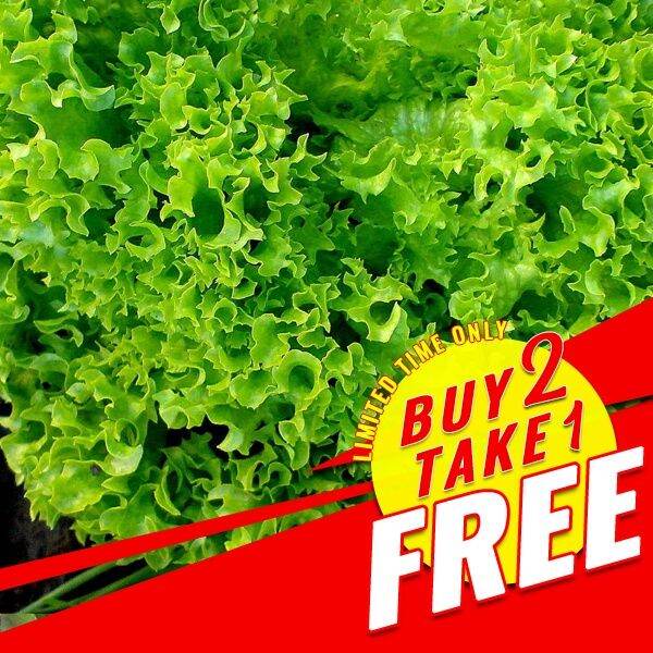 Lettuce Seeds Loose Leaf Fanfare Lettuce Seeds Lazada PH