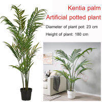 ต้น Kentia palm ปลอม,ไม้ประดิษฐ์ในกระถาง ใช้ได้ ทั้งในและนอกอาคาร สูง 180 cm. ไม่ต้องรดน้ำ