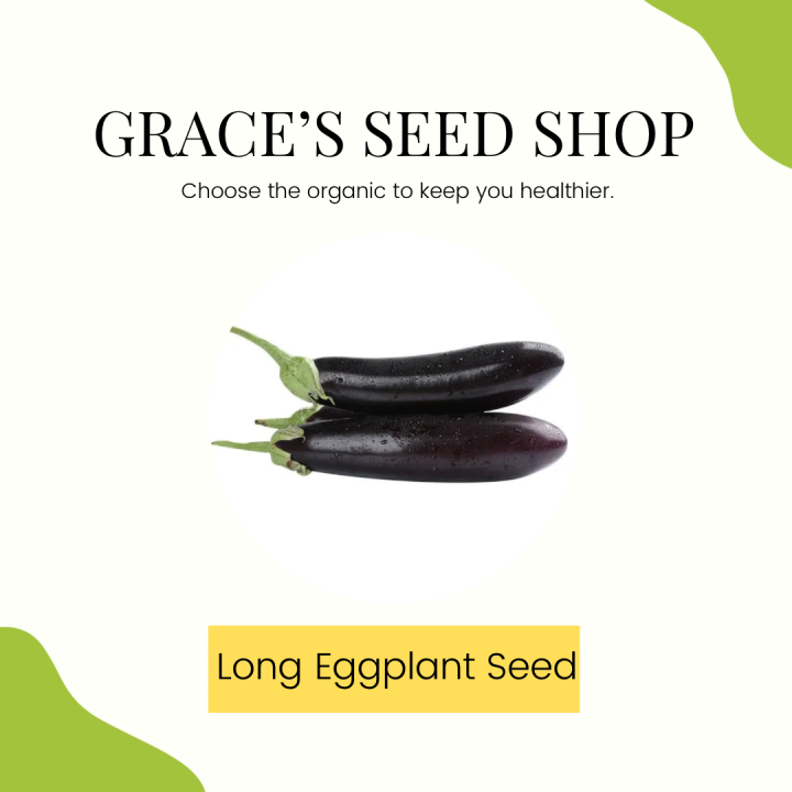 100pcs Long Purple Eggplant Seeds Long Eggplant Nutrientrich
