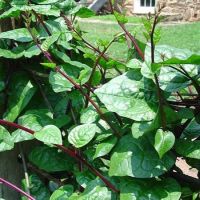 เมล็ดพันธุ์ ผักปลังแดง (Red Malabar Spinach Seed) บรรจุ 35 เมล็ด คุณภาพดี ราคาถูก ของแท้ 100%