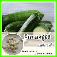 พร้อมส่ง ❗ รหัส 064 เมล็ดพันธุ์แท้ OP แท้  ฟักทองซูชินี่ แบล็คบิวตี้ - Black Beauty Zucchini Squash เมล็ดฟักทอง เมล็ดพันธุ์นำเข้า