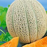 เมล็ดพันธุ์ เมล่อน เฮลเบสจัมโบ้ (Hales Best Jumbo Melon Seed) บรรจุ 40 เมล็ด คุณภาพดี ราคาถูก ของแท้ 100%