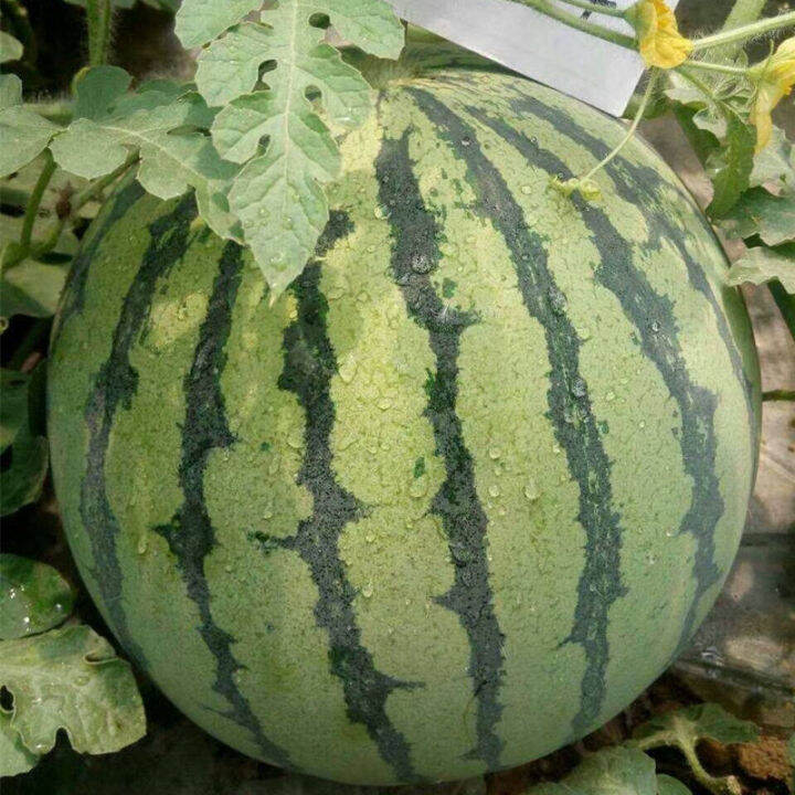 8424 watermelon seedlings, croissants, honey seedlings, melons, melons