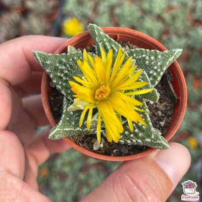 ขายดีอันดับ1 Faucaria tuberculosa กรามเสือ ไม้อวบน้ำ กุหลาบหิน cactus&amp;succulent ส่งทั่วไทย ต้นไม้ ฟอก อากาศ กระถาง ต้นไม้ ไม้ ประดับ ต้นไม้ ปลูก ใน บ้าน