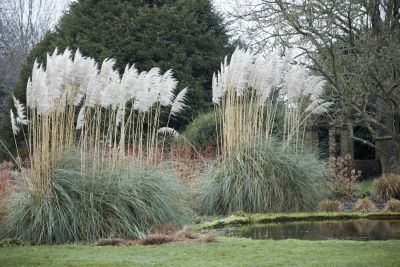 100 เมล็ดหญ้า หญ้าภูเขา หญ้าแพมพัส Pampas grass แปมปัส นำเข้าจาก USA อัตราการงอกสูง 70-80%