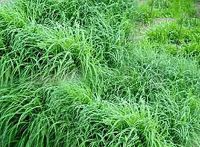 ขายส่ง 1 กิโลกรัม เมล็ดหญ้ากัมบ้า Andropogon gayanus พืชตระกูลหญ้า เมล็ดพันธ์หญ้า หญ้าอาหารสัตว์ หญ้าพันธุ์ หญ้ารูซี่ หญ้ากินนี หญ้าอะตราตัม