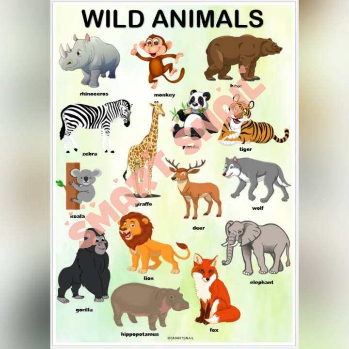 Laminated ANIMALS, INSECTS and DINOSAURS Educational Wall Charts for ...