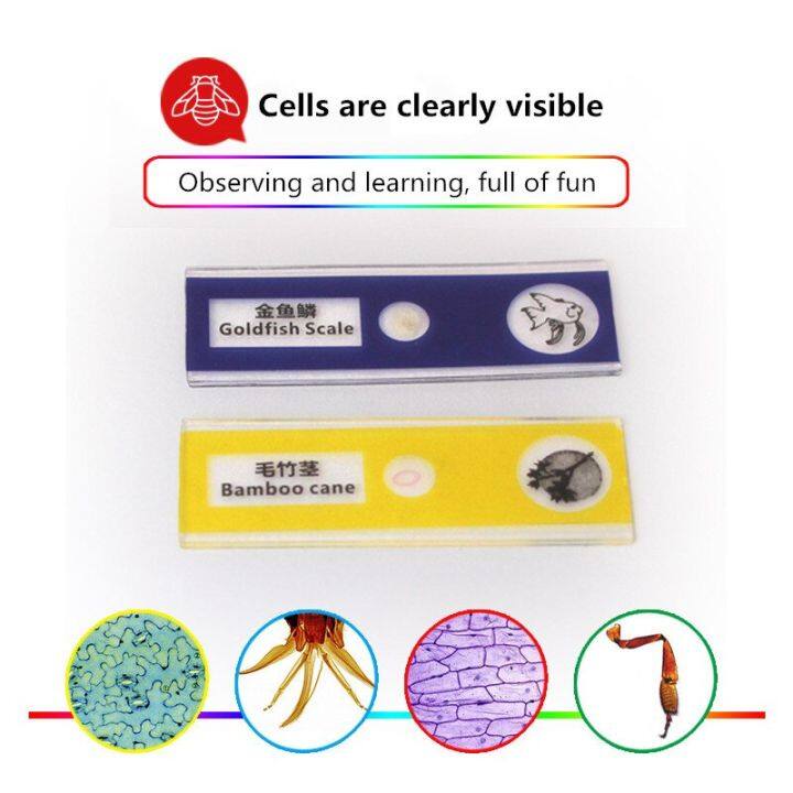 ตัวอย่างแมลงและพืชกล้องจุลทรรศน์ส่องสัตว์เด็กสไลด์ทางวิทยาศาสตร์กล้องจุลทรรศน์ทางชีววิทยา