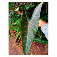 Alocasia senderriana แก้วสารพัดนึกป่าหลังใบม่วง จัดส่งเป็นเหง้า ช่วยฟอกอากาศภายในบ้าน รวมทั้งช่วยในเรื่องความเป็นมงคล