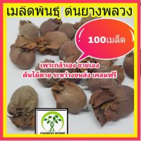 MAI 100 เมล็ดพันธุ์ ต้นยางพลวง ไม้ป่าหายาก เป็นไม้ตะกูล ต้นยางนา ต้นไม้ตาย ระหว่างขนส่ง เคลมฟรี