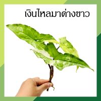 เงินไหลมาด่างขาว (จำนวน 1 กิ่ง) Syngonium Podophyllum ฟอร์มสวย ไม้มงคล ไม้มงคลโชคลาภ ต้นไม้สวยงาม ต้นไม้น้ำ ต้นไม้เลี้ยง ต้นไม้ฟอกอากาศ