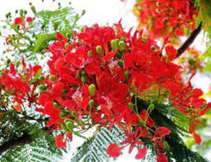 Tự hào mang hoa phượng đỏ trong vườn nhà bạn với loại cây giống chất lượng. Được trồng và chăm sóc bởi những người nông dân tận tâm và giàu kinh nghiệm, cây giống hoa phượng đỏ sẽ khiến bạn cảm thấy hài lòng về sản phẩm đề về.