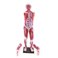 QH human muscle model 85 cm muscles form structure teaching biomedical model