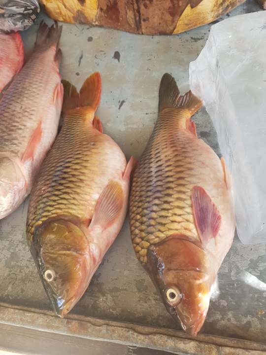 ปลาจีนส้ม-ปลาแม่น้ำน่านจากเขื่อนสิริกิติ์-อุตรดิตถ์-500-กรัม-ไร้สารกันบูด-ทำจากปลาสดคุณภาพและข้าวหอมมะลิ-สดใหม่ทุกวัน