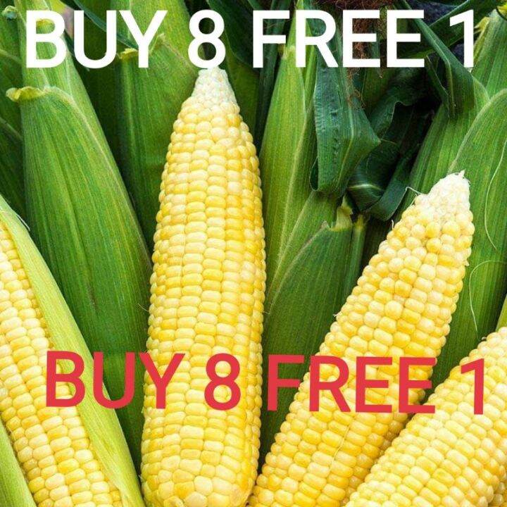 Benih Jagung Manis King Corn Super Sweet Corn Seeds Lazada