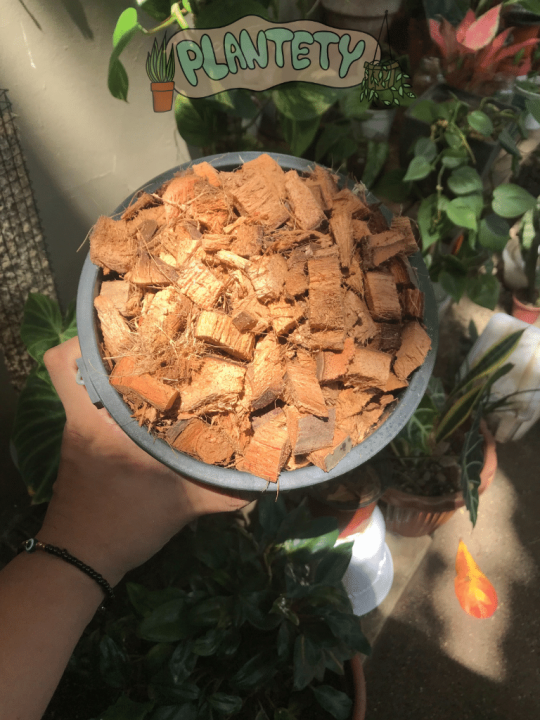 Coco Cubes For Aroids Soil aeration philo plants Coco chunks Lazada PH