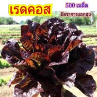 ซื้อ 1 แถม 1，50 เมล็ด (ไม่ใช่พืช)เมล็ดพันธุ์ เมล็ดพันธุ์ผักสลัด ราคาประหยัด  พร้อมวิธีการเพาะ อัตรางอกสูง  ขึ้น บิ๊กเรดโอ๊ค กรีนโอ๊ค