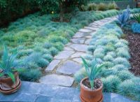 เมล็ดพันธุ์ หญ้าบลูเฟสคิว Festuca glauca blue fescue 50 เมล็ด เมล็ดพันธุ์นำเข้าจาก อังกฤษ