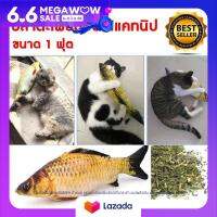 Catnip กัญชาแมว ตุ๊กตาปลาตะเพียน ยัดไส้แคทนิปแบบแห้ง ขนาด 1 ฟุต ขนมแมว ของเล่นแมว ผงแคทนิปยัดไส้ตุ๊กตาปลา จัดส่งฟรี