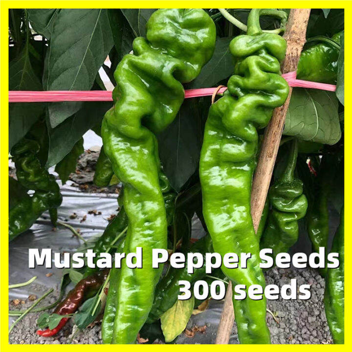 Mustard Pepper Seeds High Yielding Variety 300 Seeds Chilli Pepper Seeds for Planting F1 Seeds