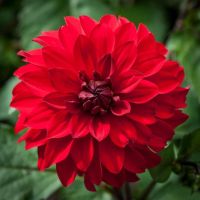 1 หัว /ชุุด เหง้า ต้นรักเร่ Dahlia Bulb สายพันธุ์ Grenadier สีแดง หัวรักเร่ ดอกไม้ ดอกรักเร่ รักแรกพบ เฟิร์สเลิฟ ดอกไม้นำเข้า พร้อมให้ดอก