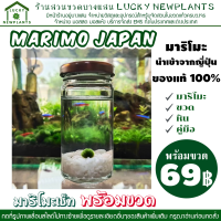 มาริโมะ เซ็ทพร้อมขวด เริ่มต้น 69 บาท สาหร่ายนำโชค Marimo ญี่ปุ่น #U