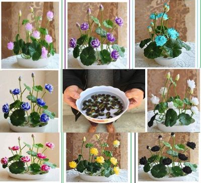 8 เมล็ด คละสี เมล็ดบัว บัวญี่ปุ่น บัวญี่ปุ่นแคระ เมล็ดเล็ก ดอกดกทั้งปี ของแท้ 100% Lotus Waterlily seeds มีคู่มีวิธีปลูก รหัส 006