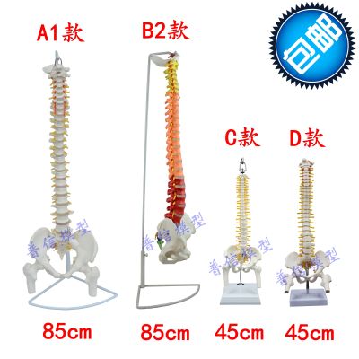 At the human body vertebra model with pelvic femoral bone flexible activities hanging spine model