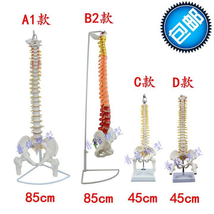 at-the-human-body-vertebra-model-with-pelvic-femoral-bone-flexible-activities-hanging-spine-model