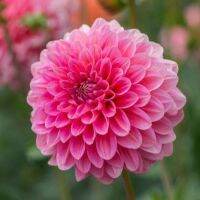 1 หัว/ออเดอร์ รักเร่ Dahlia Bulb สายพันธุ์ PINK RUNNER หัวรักเร่ ดอกไม้ หัวหน่อ เหง้า นำเข้า เนเธอร์แลน หัวสดใหม่