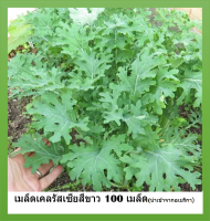 เมล็ด เคลรัสเซียสีขาว - White Russian Kale 100 เมล็ด+++