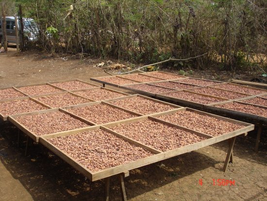 Bột cacao nguyên chất authentique - túi 220gr - không đường - ảnh sản phẩm 3