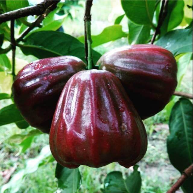 Pokok Jambu Dakhari Hybrid | Lazada