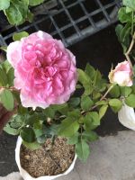 ต้นกุหลาบ ดอกสีชมพู พุ้มใหญ่ดอกสวย ราคา 129 บาท